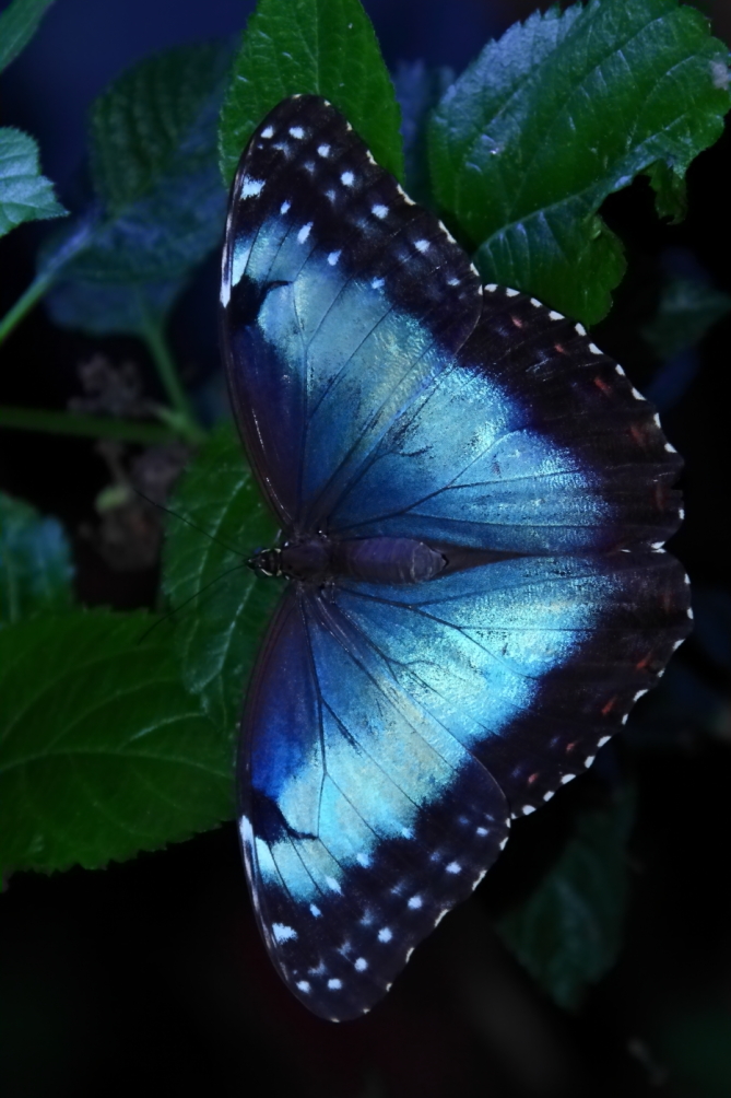 2012 08 03 9999 737